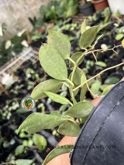 Healthy Hoya Sunrise vine with vibrant oval leaves showing subtle sun-stressed red hues and textured veining in a tropical nursery.