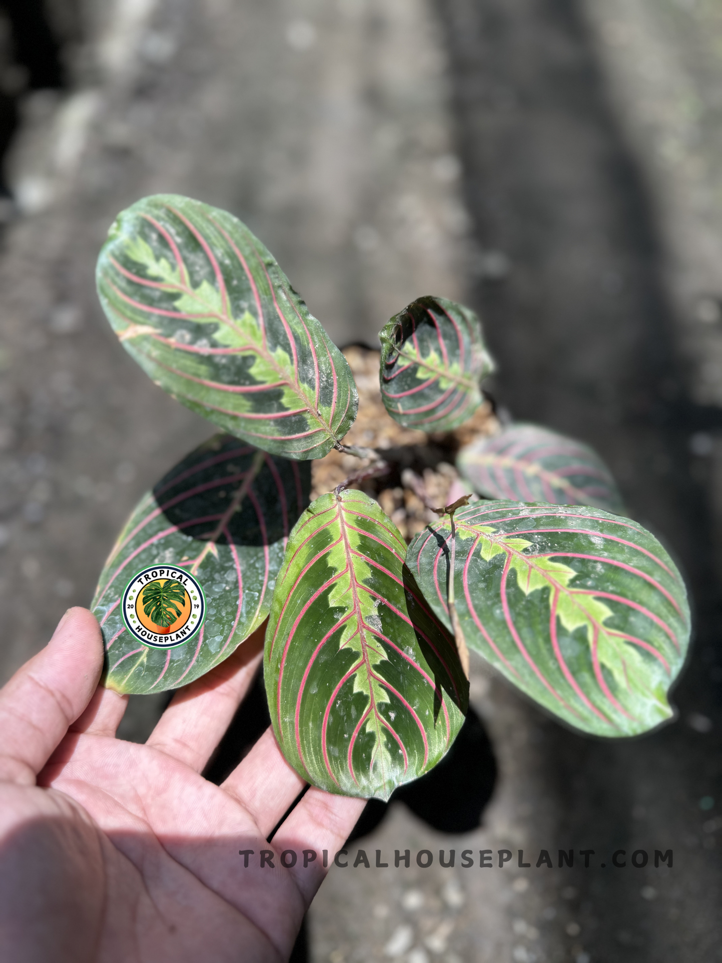 Hand gently lifting a leaf of Maranta Erythroneura, emphasizing its detailed venation and glowing green-red coloration in a nursery setting.