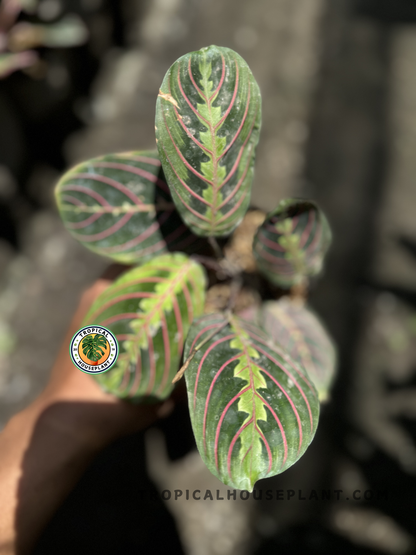 Overhead perspective of a compact Maranta Erythroneura plant showcasing symmetrical foliage with intense vein contrast.