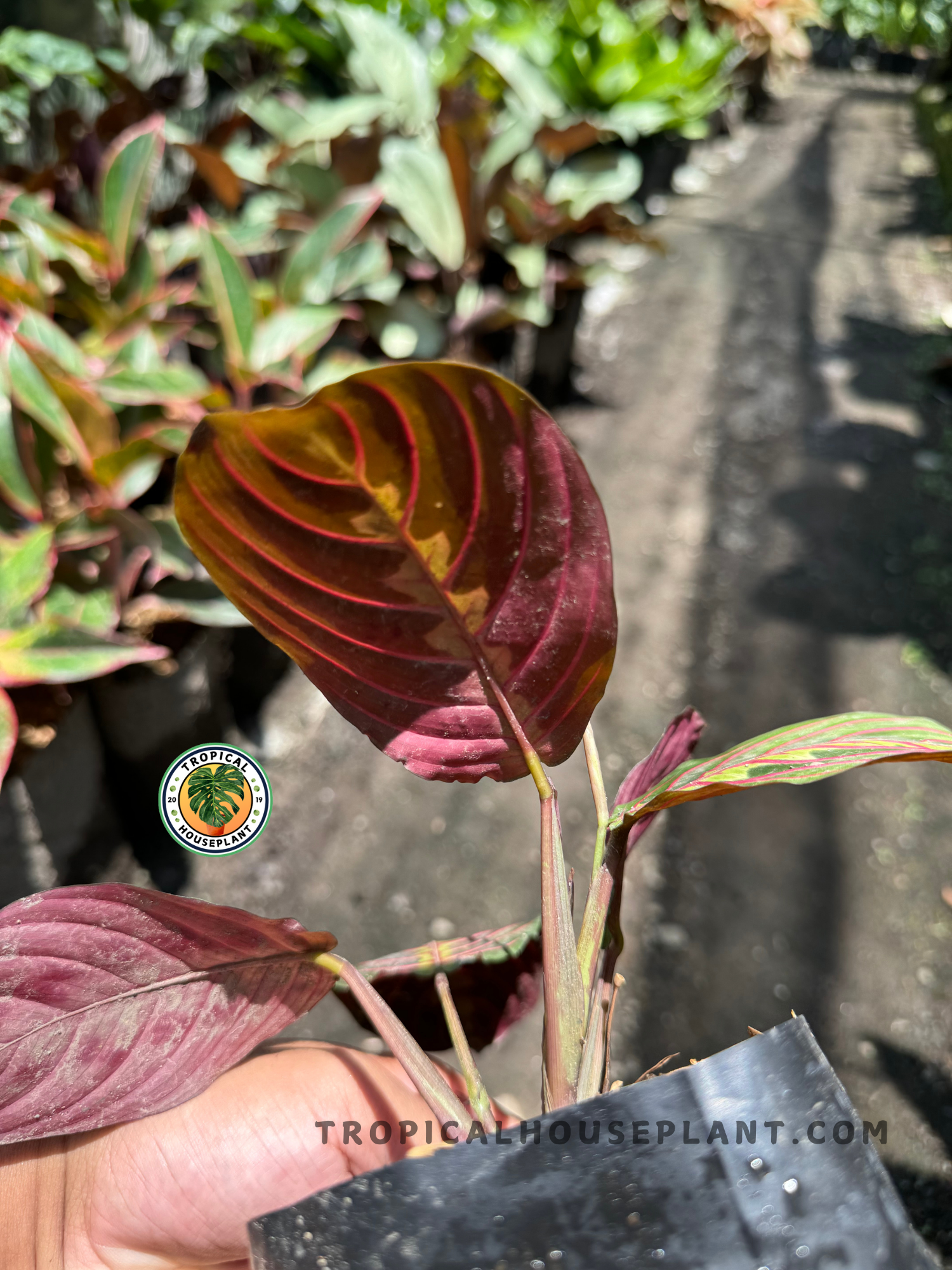 Underside view of the Maranta's leaves, highlighting the deep burgundy-red coloration and soft texture in a bright nursery environment.