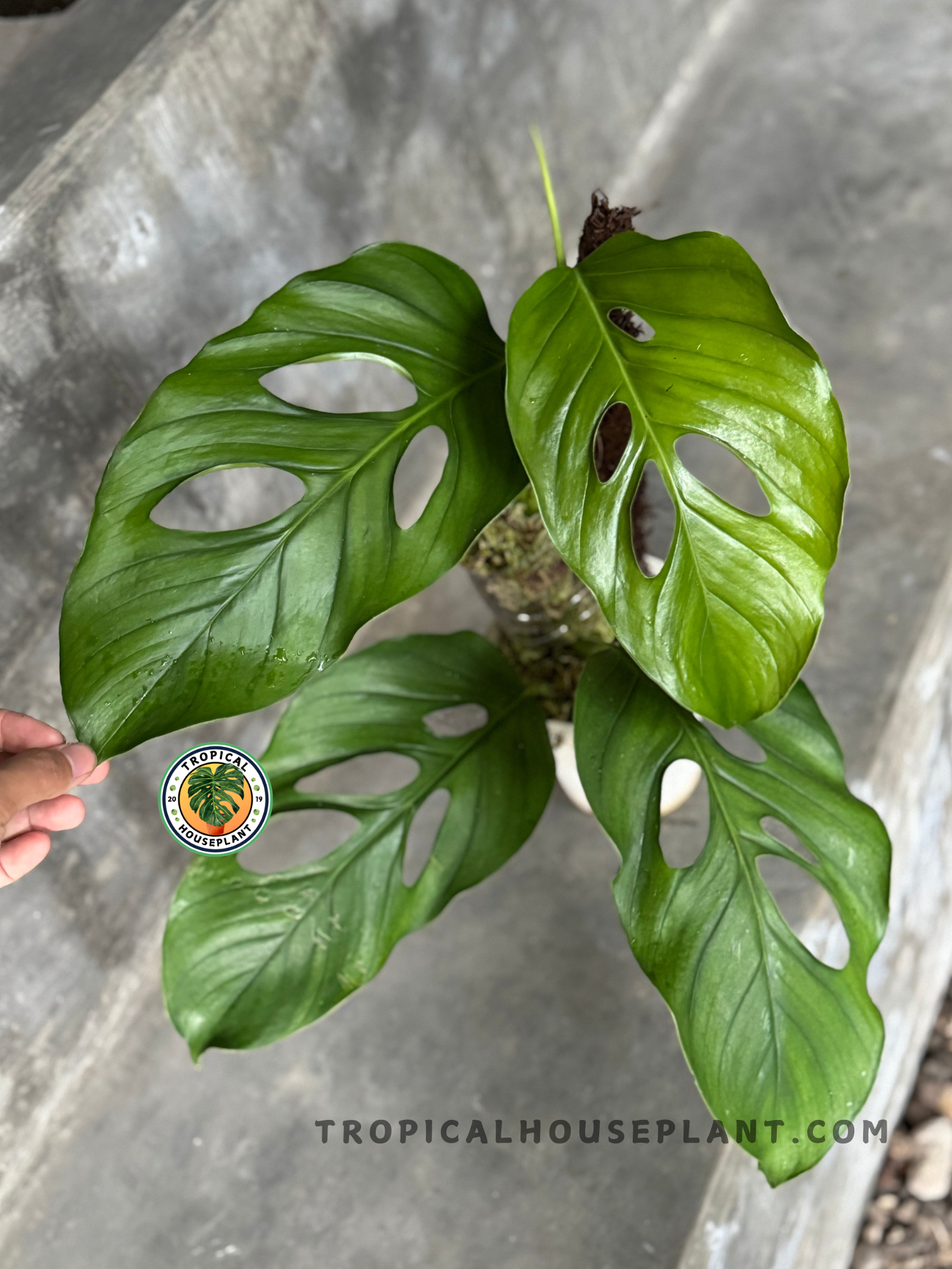 Side view of Monstera Acacoyaguensis Large showing glossy perforated foliage arranged around the central stem.