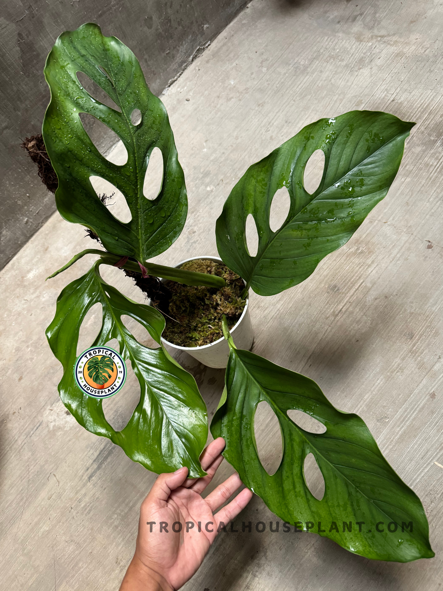 Close-up of Monstera Acacoyaguensis Large showing three broad fenestrated leaves with deep oval perforations, freshly misted with water droplets.