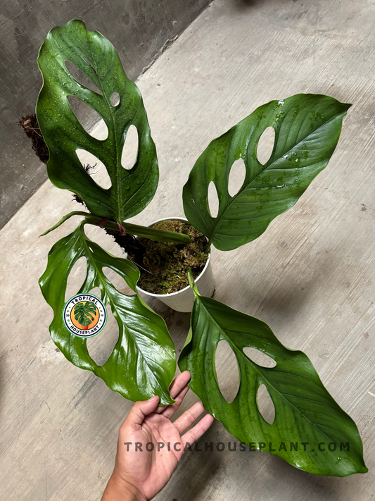 Close-up of Monstera Acacoyaguensis Large showing three broad fenestrated leaves with deep oval perforations, freshly misted with water droplets.