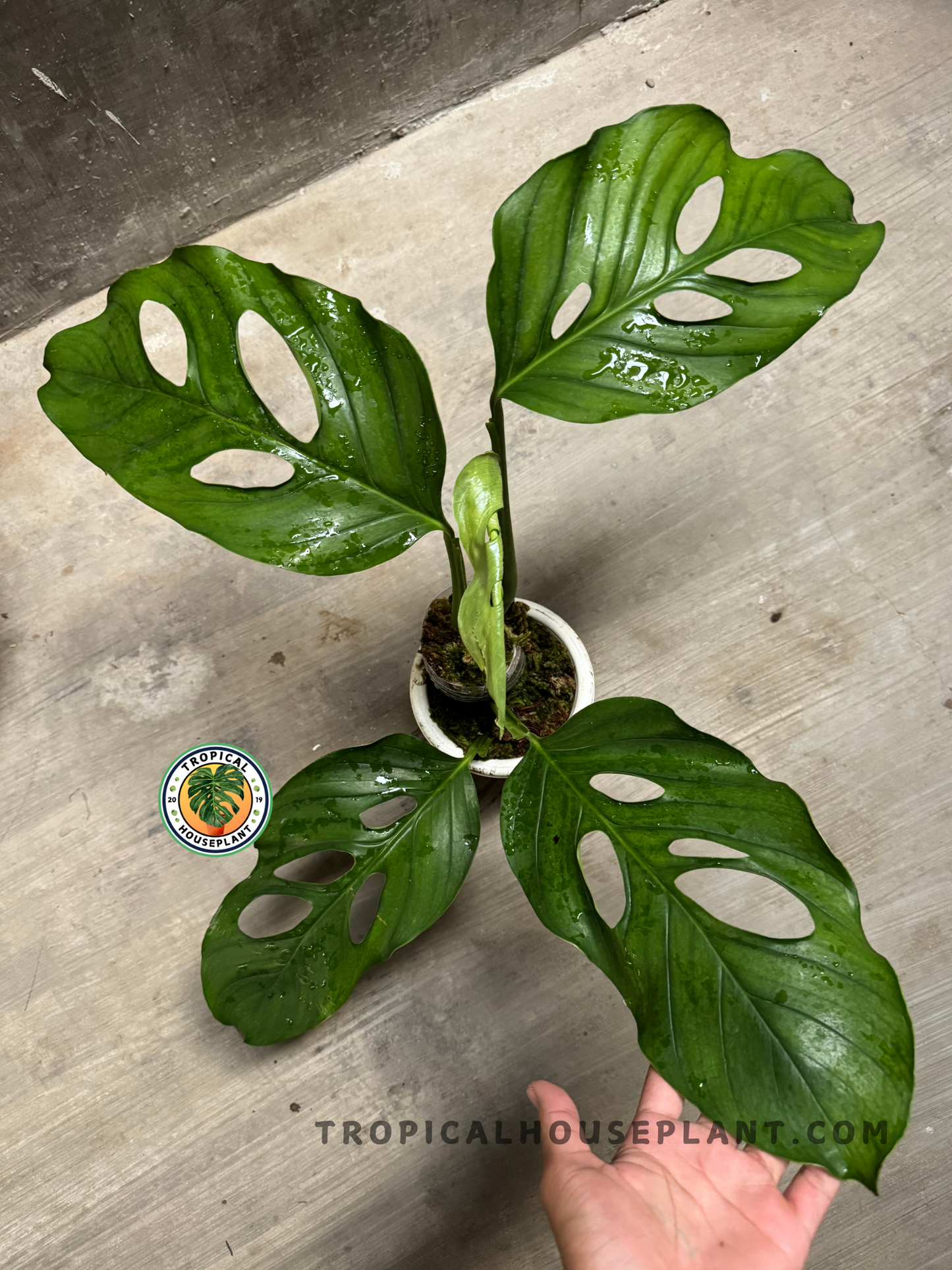 Full top view of Monstera Acacoyaguensis Large in a white pot, displaying symmetrical large green leaves with unique fenestrations.