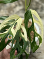 Monstera Adansonii Giant Albo Variegated with large fenestrated green leaves and bold white variegation, fully rooted.