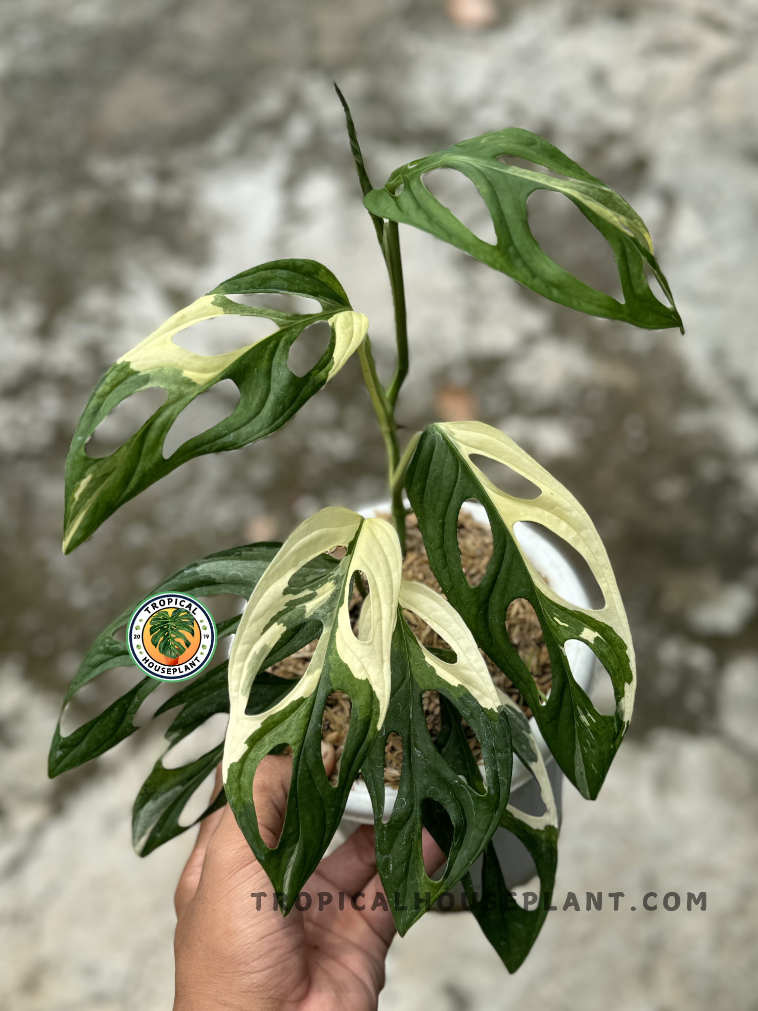 Fully rooted Monstera Adansonii Giant Albo Variegated with vibrant white variegation and natural leaf holes, ideal for climbing or trailing.