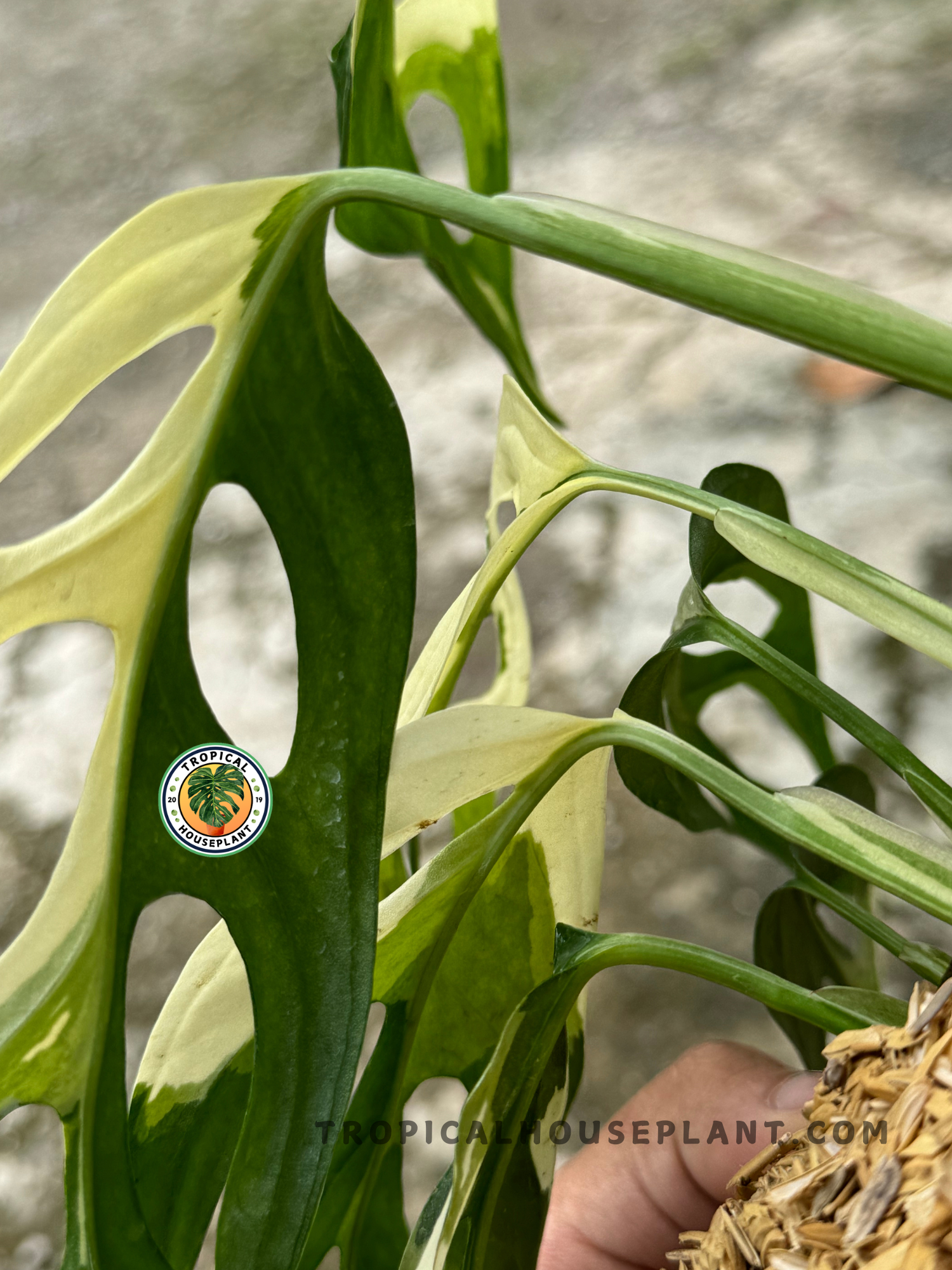 monstera adansonii giant Monstera Adansonii Giant Albo Variegated