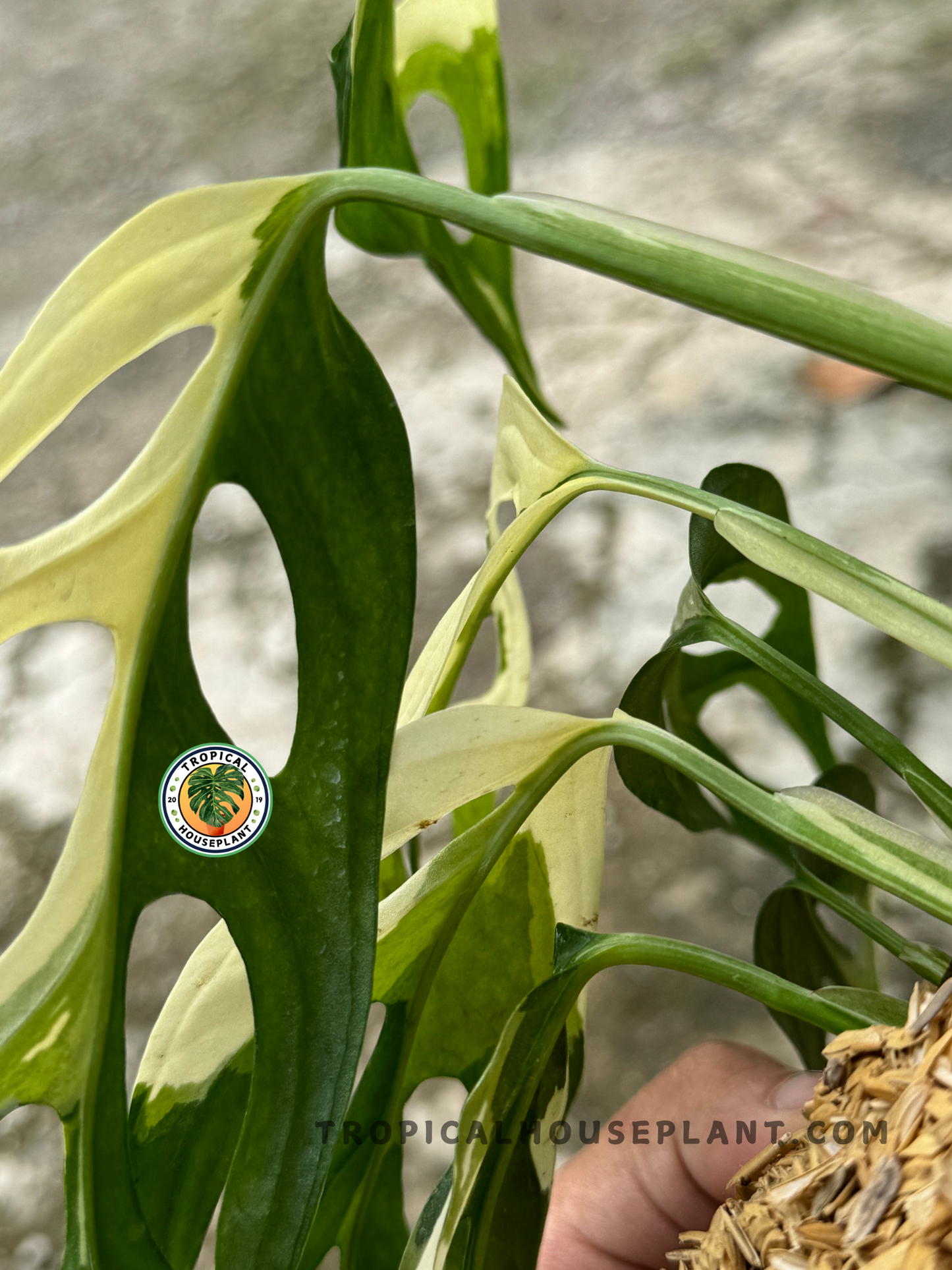 Healthy Monstera Adansonii Giant Variegated plant featuring oversized fenestrated leaves and striking white marbling.