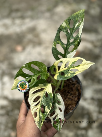 Monstera Adansonii Japan Albo Variegated