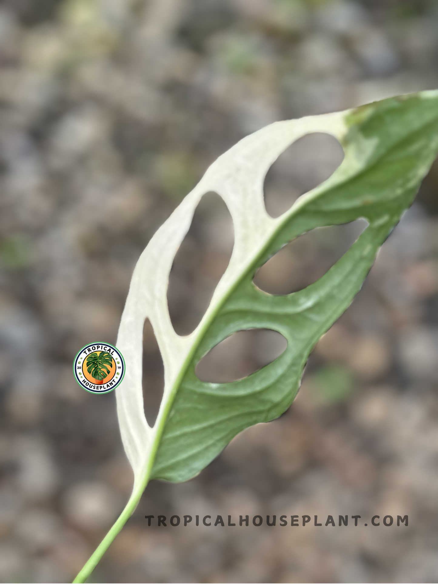 Back view of Monstera Adansonii Japan Albo Variegated cutting with beautiful white and green variegation on fenestrated leaves.