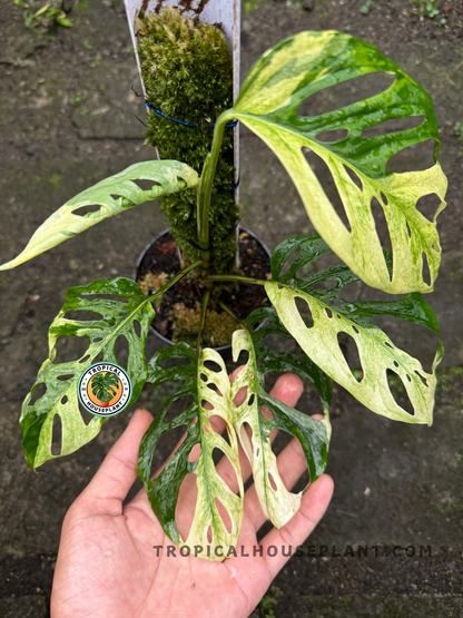 Monstera Adansonii Japan Mint Variegated showcasing its mint-green variegated leaves.