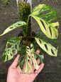 Monstera Adansonii Japan Mint Variegated showcasing its mint-green variegated leaves.