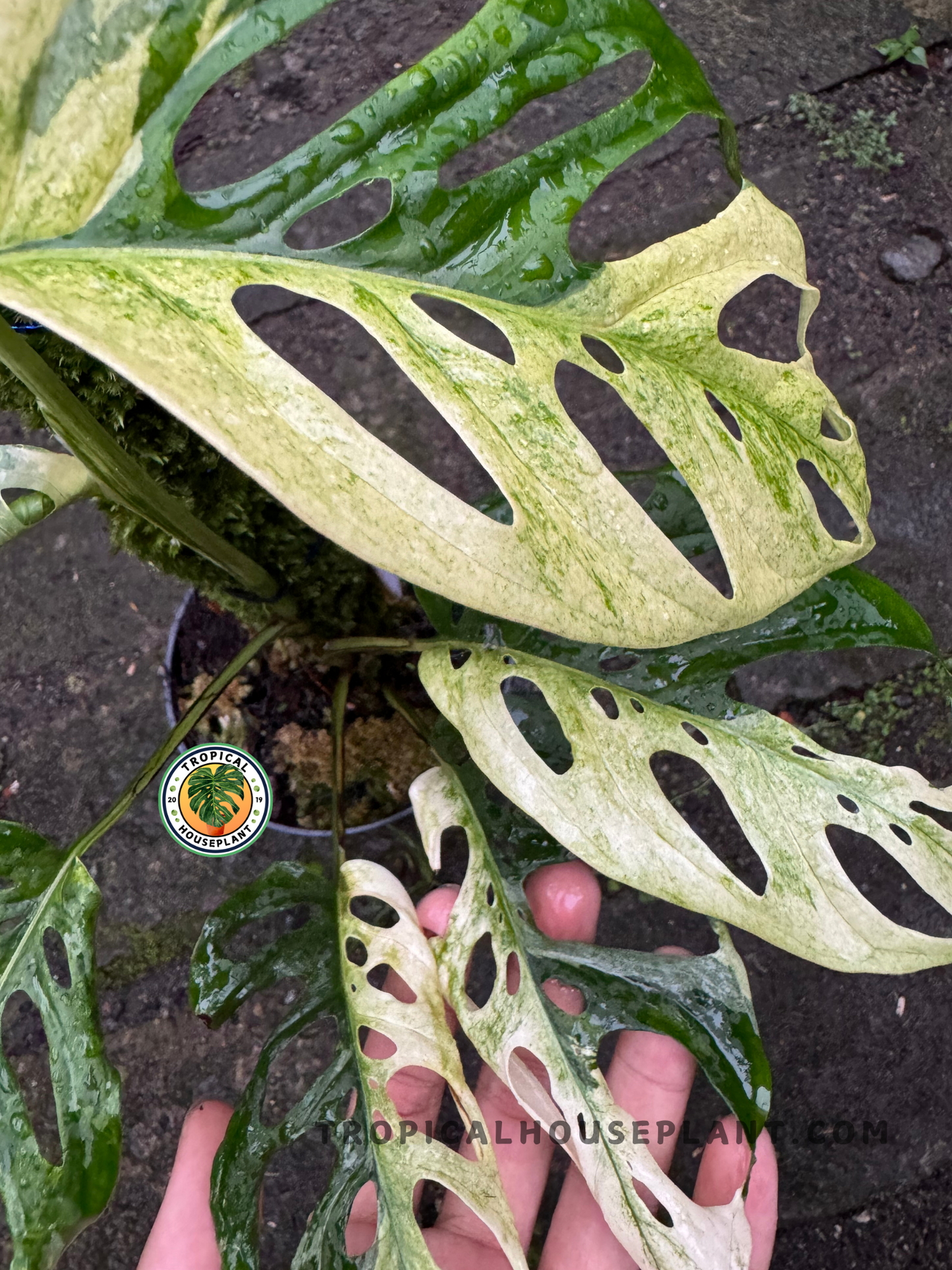 Monstera Adansonii Japan Mint Variegated displayed with delicate, perforated leaves.