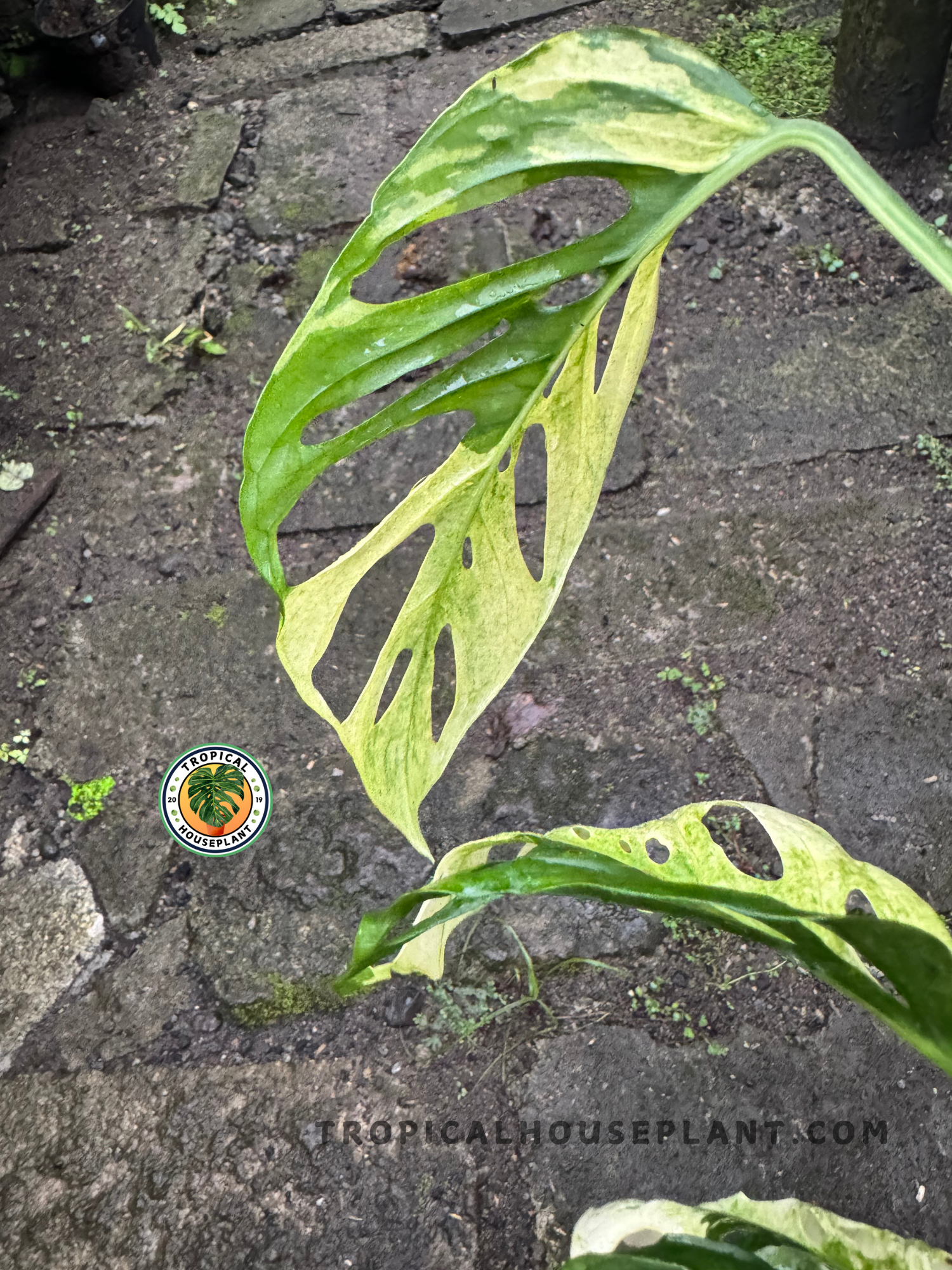 Monstera Adansonii Japan Mint Variegated showcasing its mint-green variegated leaves.