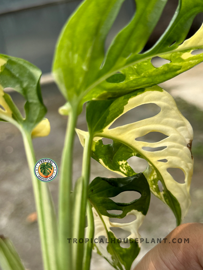 Healthy Monstera Adansonii Japan Variegated plant featuring white variegation and natural fenestrations, perfect for indoor displays.