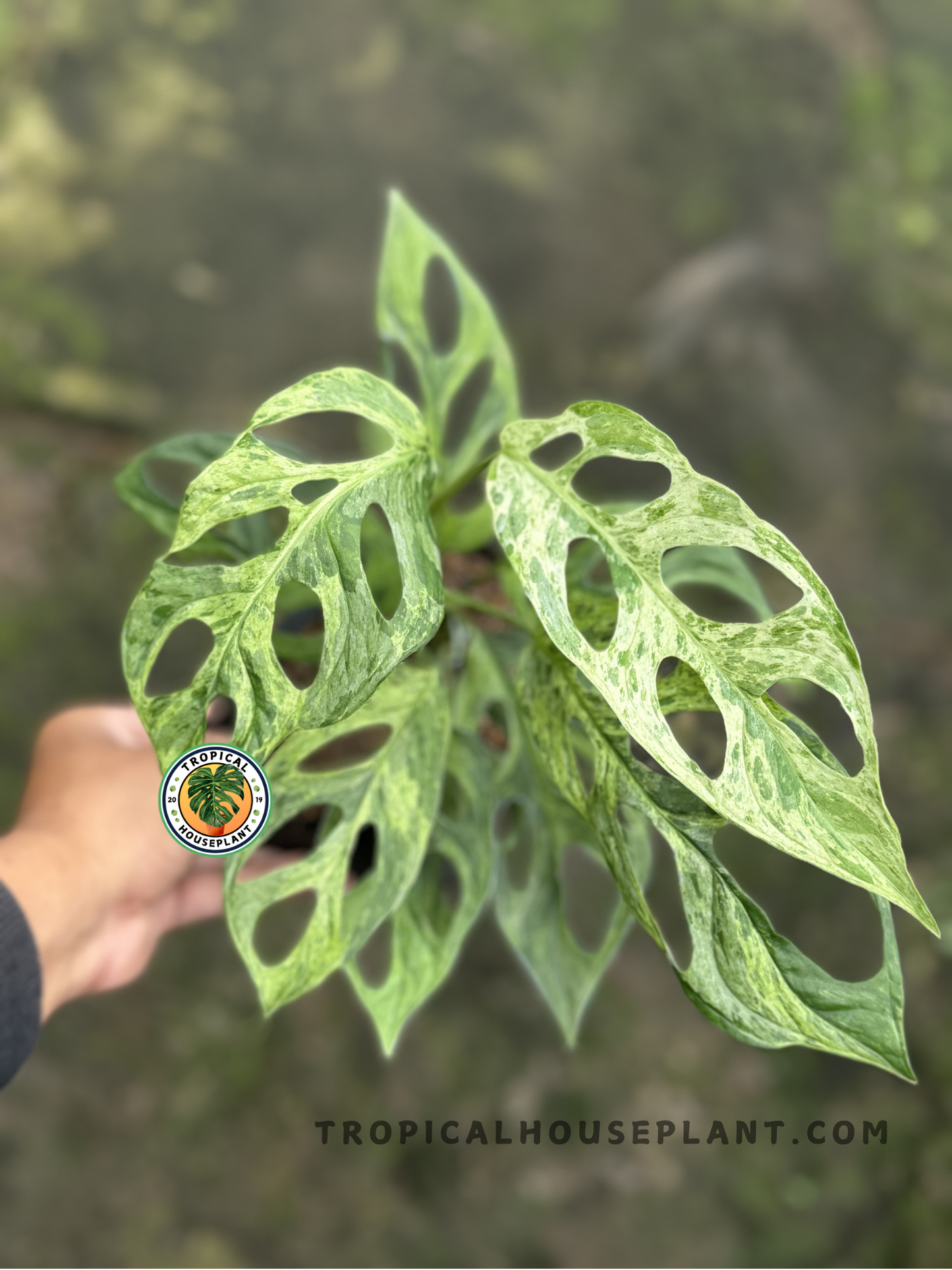 Monstera Adansonii Mint Variegated with fenestrated green leaves adorned with mint-colored variegation.