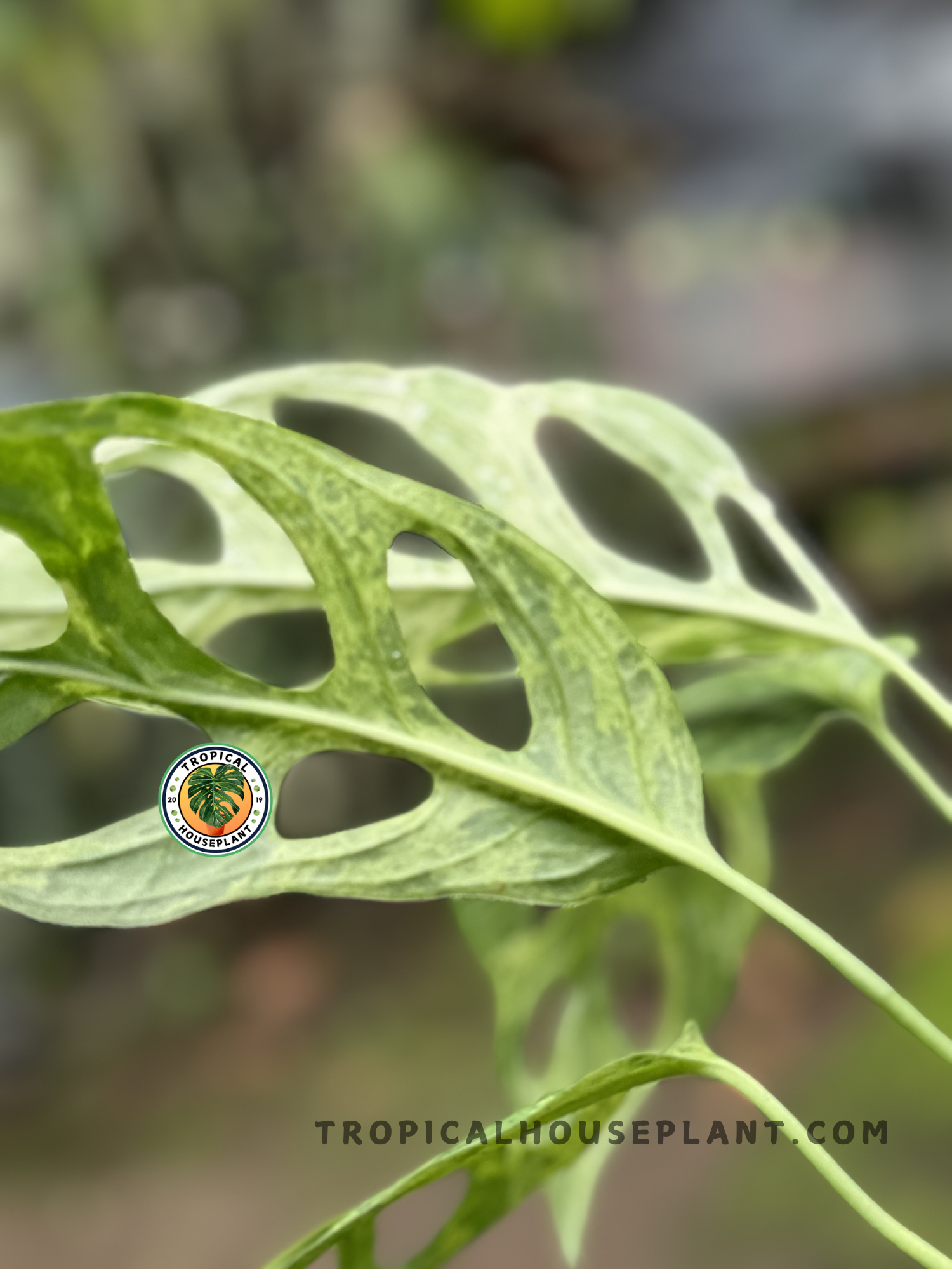monstera adansonii mint price Monstera Adansonii Mint Variegated