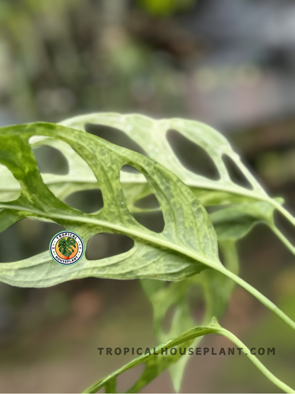 monstera adansonii variegated Monstera Adansonii Mint Variegated – Tropical Houseplant