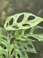 Close-up of Monstera Adansonii Mint Variegated showing intricate mint and green leaf patterns.