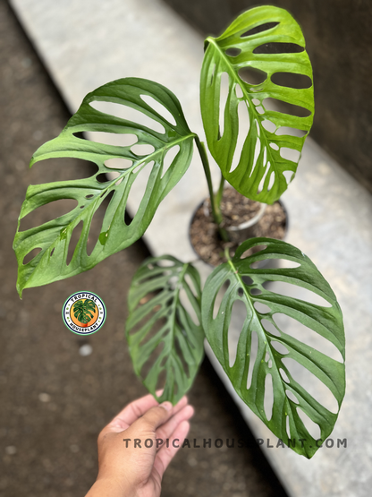 Large Monstera Blanchetii with four deeply fenestrated leaves, captured from above, showing split patterns and upright stems in a pot.