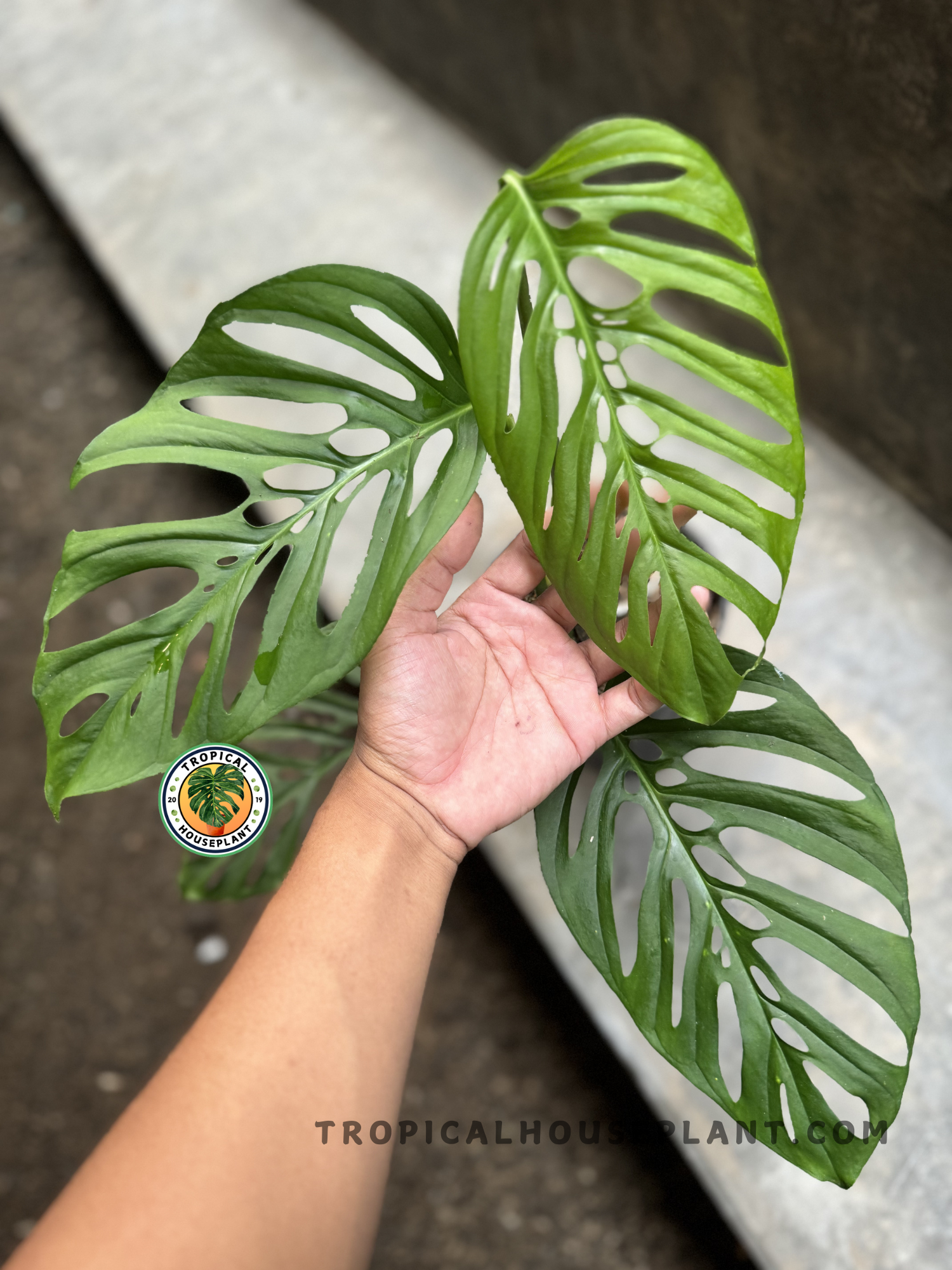 Close-up of Monstera Blanchetii leaves being held, highlighting the multiple natural cut-outs and lush green shades of the foliage.
