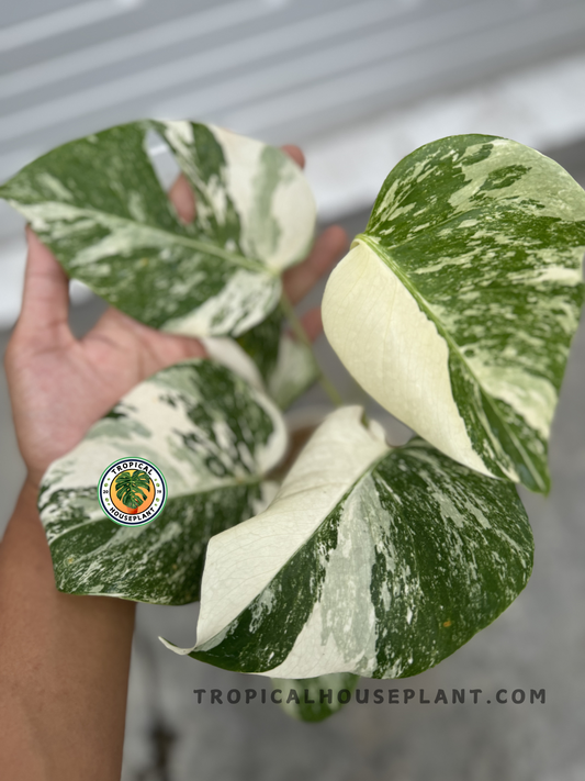 Monstera Deliciosa Marble Variegated held in a hand, displaying large marbled leaves with a mix of deep green and creamy white variegation.