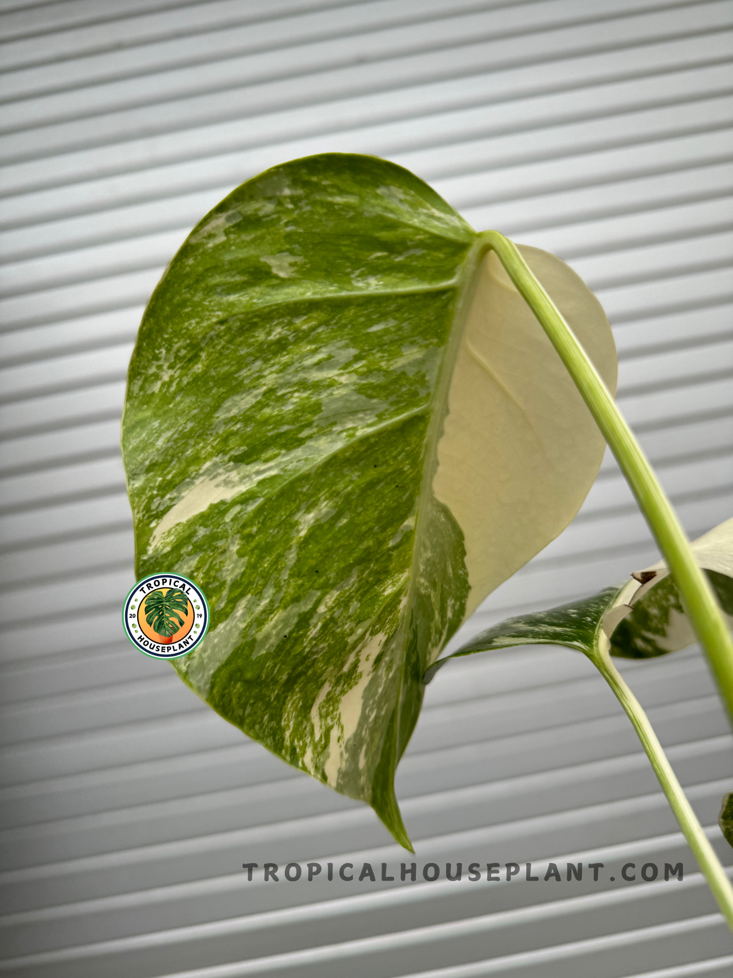 marble monstera plant Monstera Deliciosa Marble Variegated