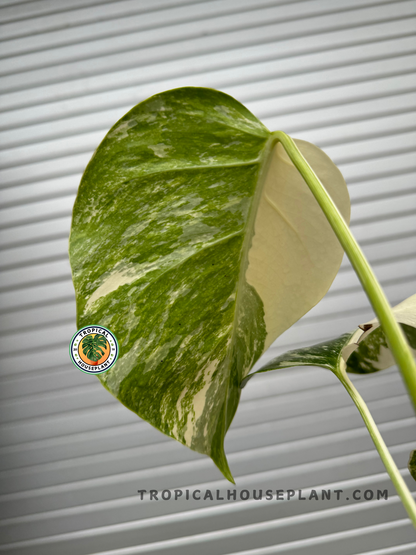 Side view of Monstera Deliciosa Marble Variegated, highlighting its thick stems and the stunning contrast of variegated foliage.