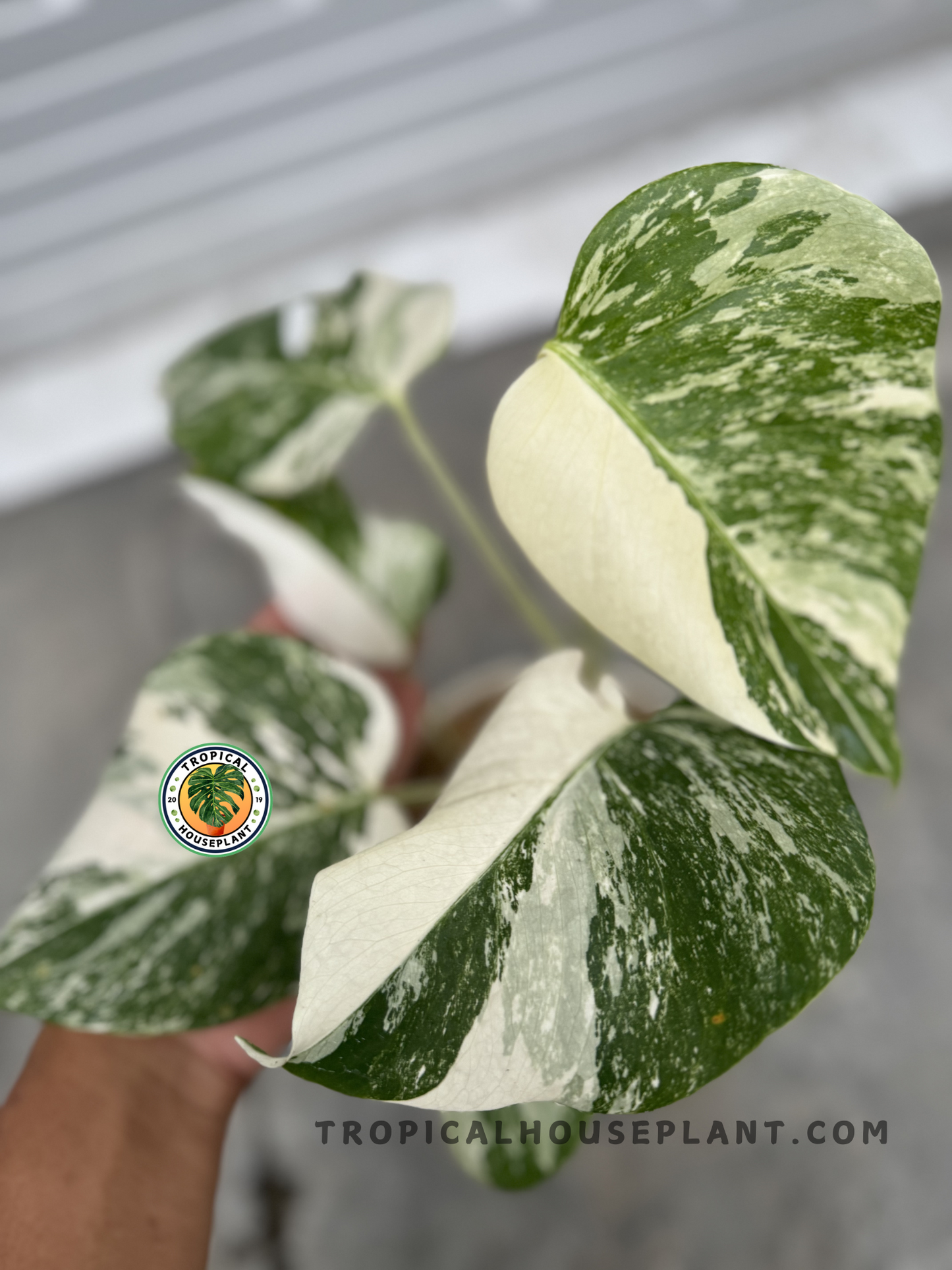 Close-up of Monstera Deliciosa Marble Variegated, showcasing its heart-shaped leaves with striking green and white marbled patterns.