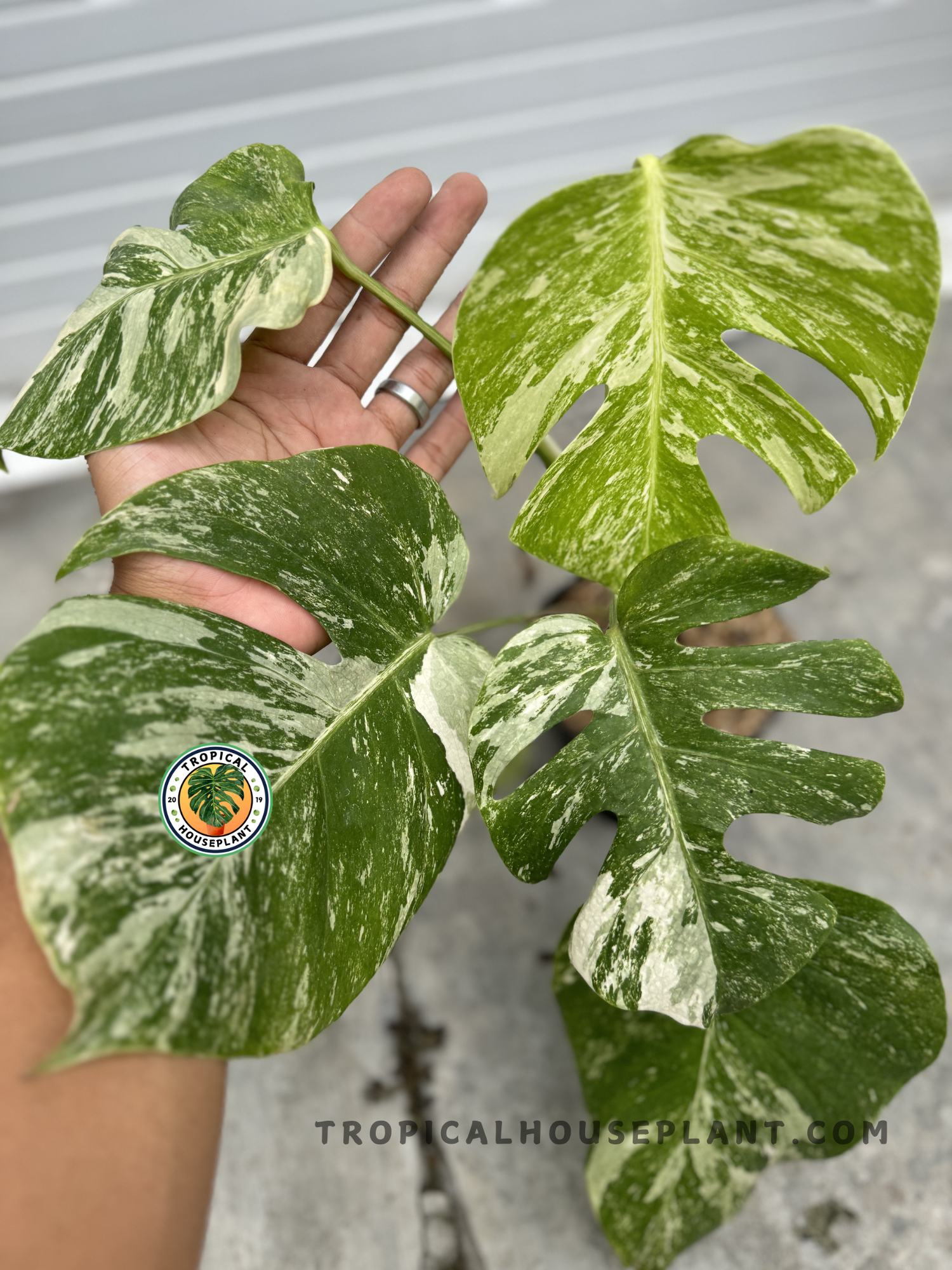 monstera fenestration Monstera Deliciosa Marble Variegated Fenestrated Medium Size – Tropical Houseplant