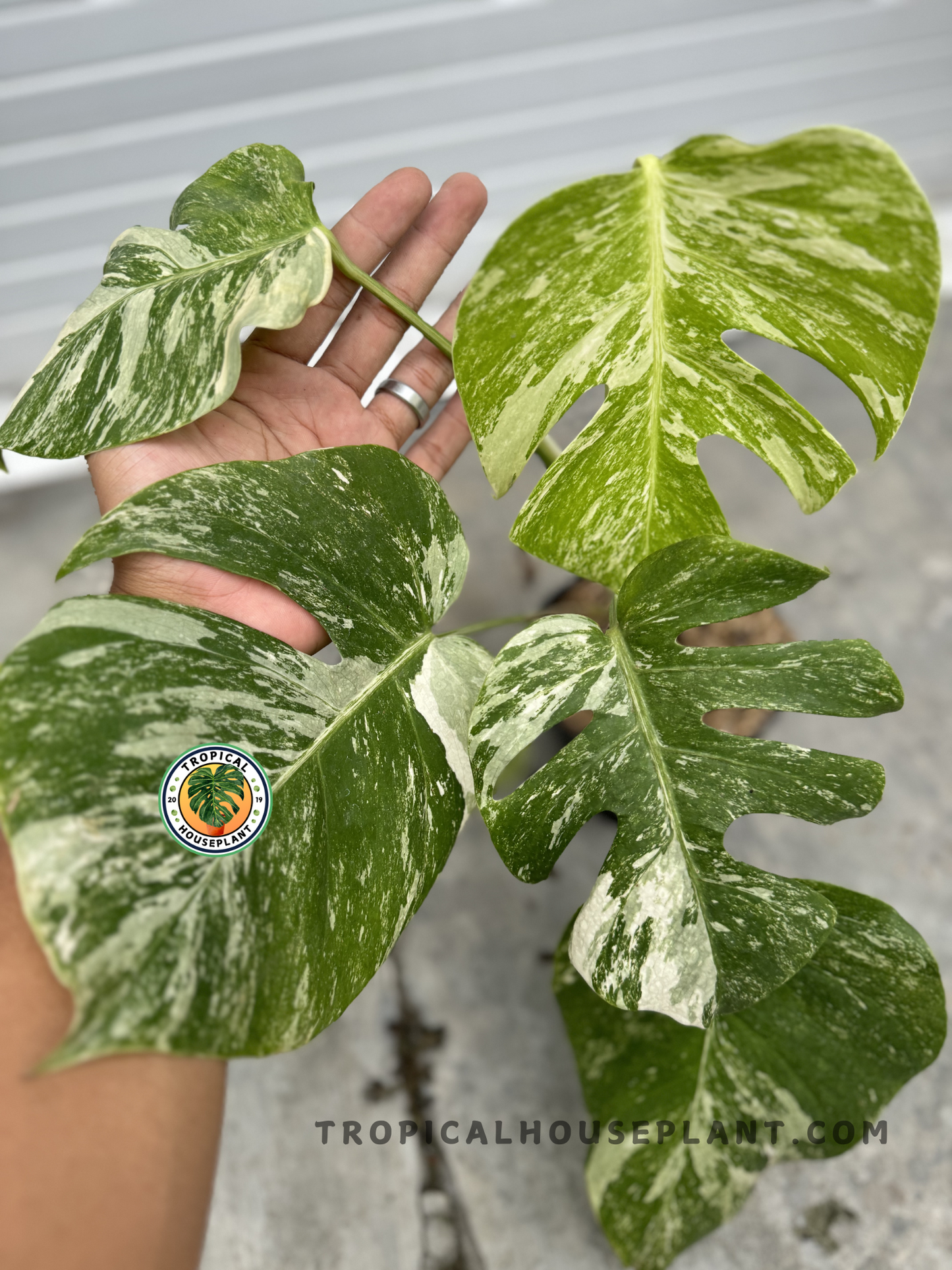 Monstera Deliciosa Marble Variegated Fenestrated held in a hand, showcasing its large, marbled leaves with striking green and white patterns.