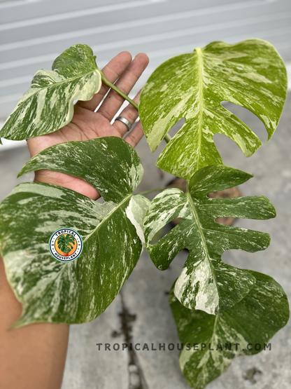 Monstera Deliciosa Marble Variegated Fenestrated held in a hand, showcasing its large, marbled leaves with striking green and white patterns.