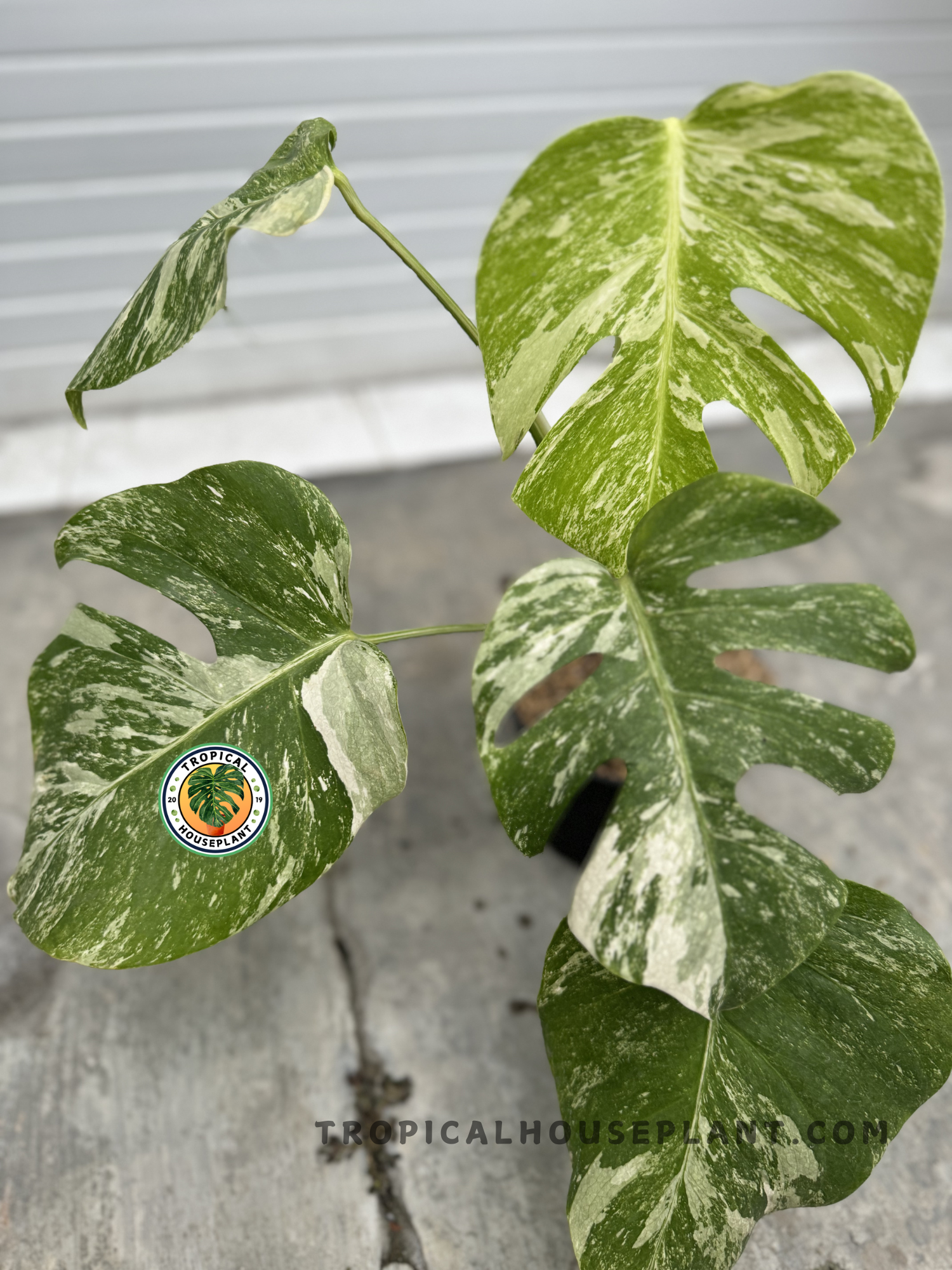 Close-up of Monstera Deliciosa Marble Variegated Fenestrated, highlighting its broad fenestrated leaves with an elegant marbled texture.