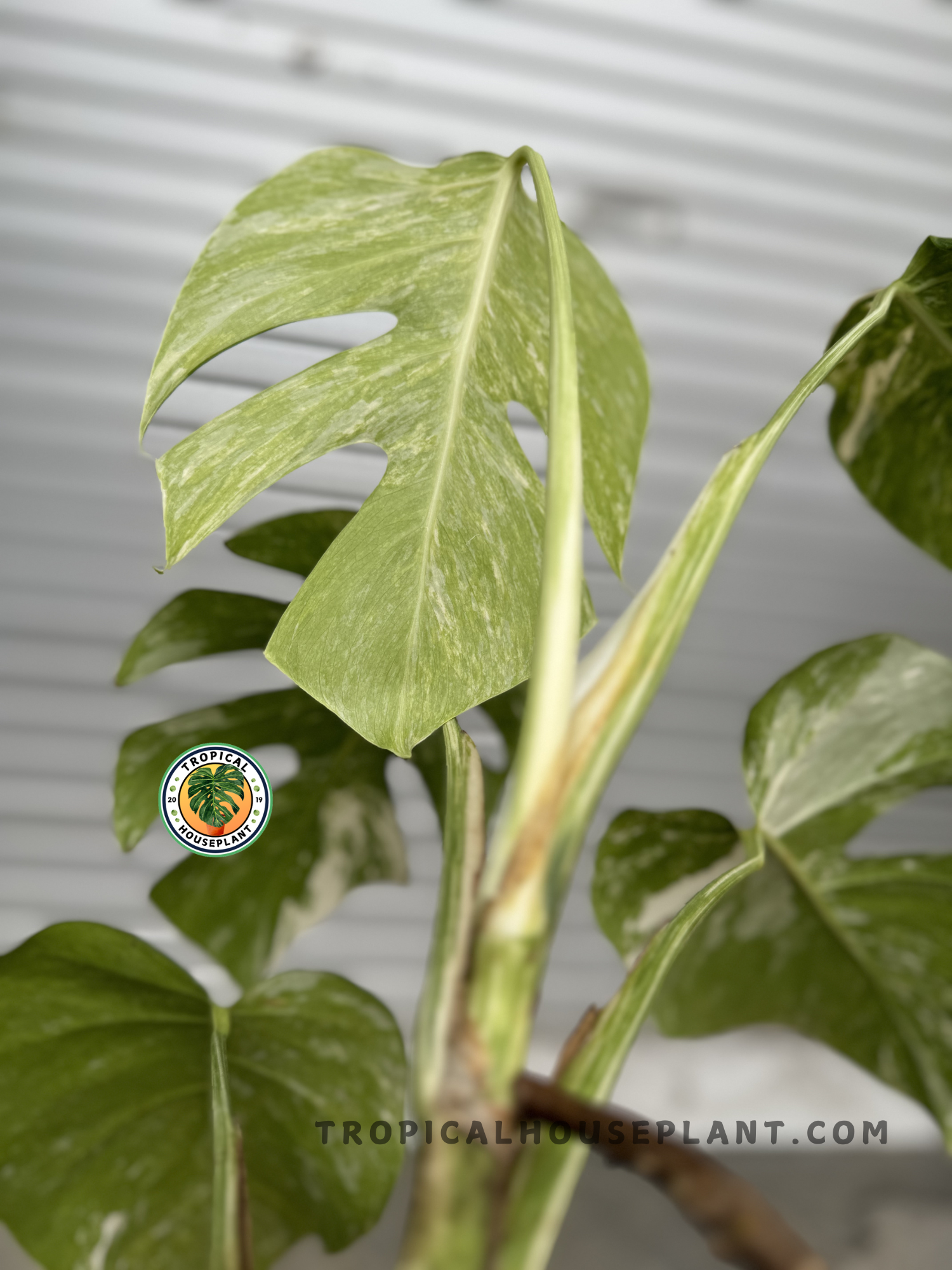 monstera deliciosa kopen Monstera Deliciosa Marble Variegated Fenestrated Medium Size