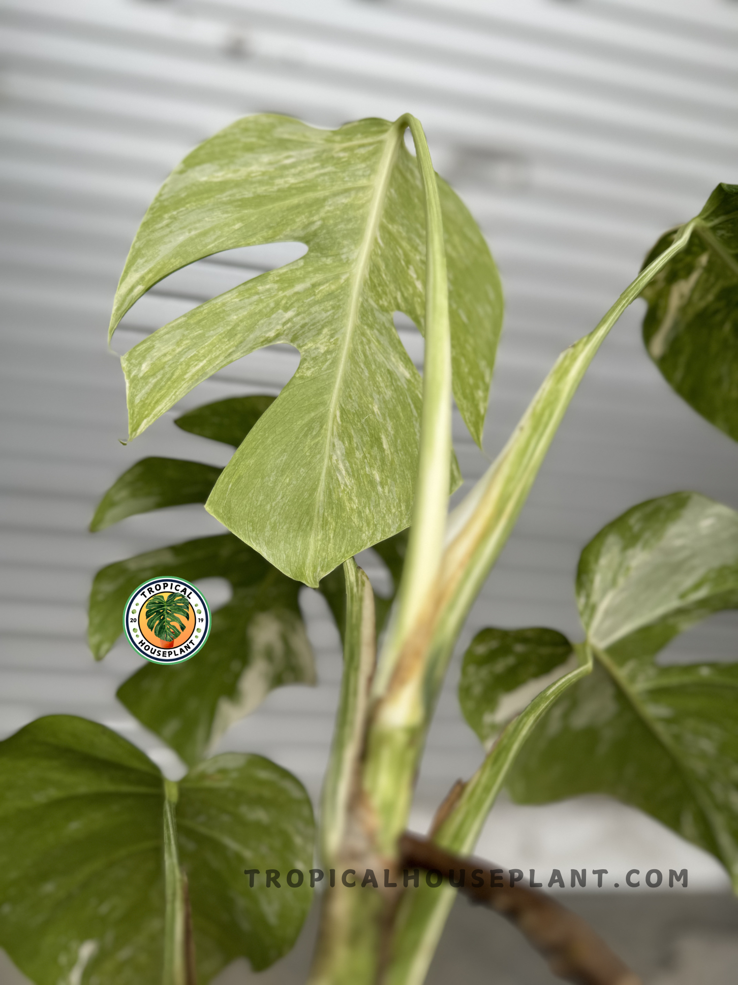 Side view of Monstera Deliciosa Marble Variegated Fenestrated, displaying its climbing growth habit and beautifully patterned foliage.