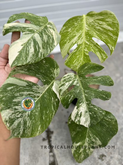 monstera deliciosa fenestrations Monstera Deliciosa Marble Variegated Fenestrated Medium Size