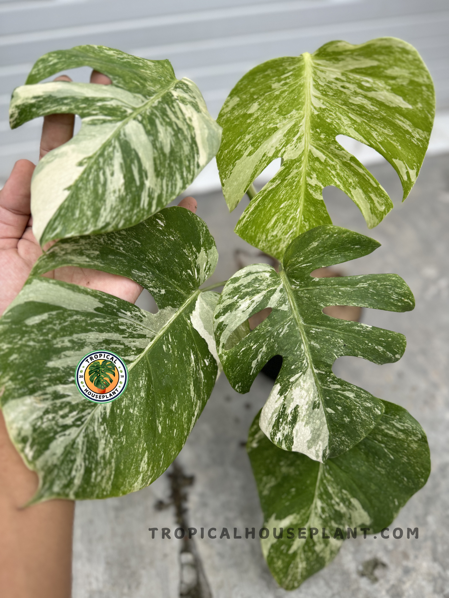 Monstera Deliciosa Marble Variegated Fenestrated in a black pot, held in a hand, featuring its mature leaves with bold fenestrations and variegation.