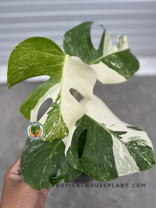 Monstera Deliciosa Marble Variegated Fenestrated Small Size held in a hand, displaying its marbled green and white fenestrated leaves.