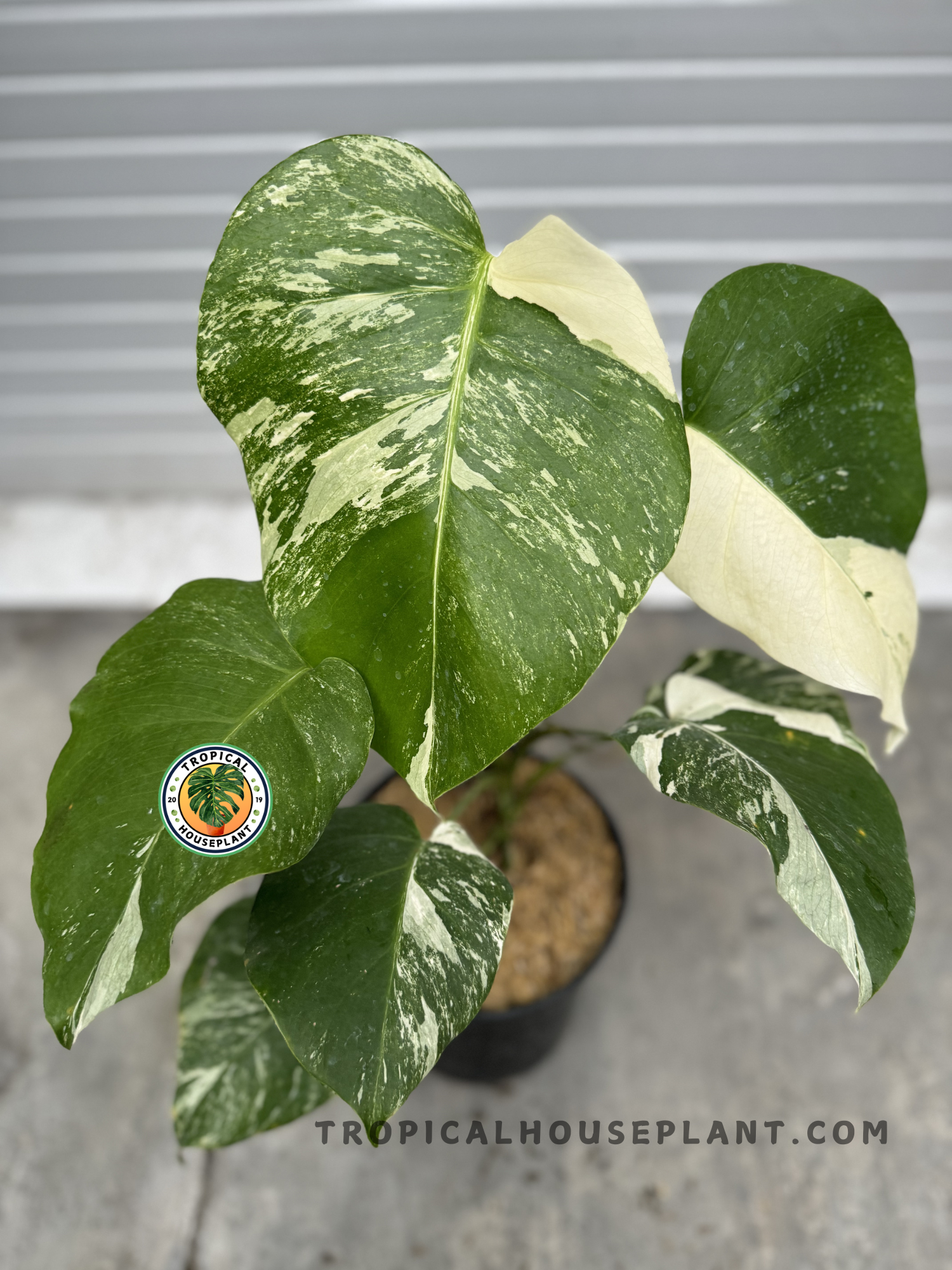 Monstera Deliciosa Medium Variegated in a black pot, featuring large marbled leaves with deep green and creamy white variegation.