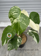 Monstera Deliciosa Medium Variegated in a black pot, featuring large marbled leaves with deep green and creamy white variegation.