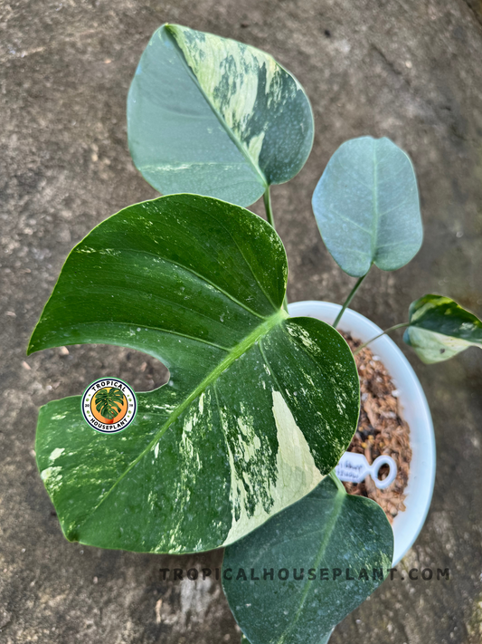 Close-up of Monstera Deliciosa Mint Variegated leaf showing rich green and minty cream marbling.