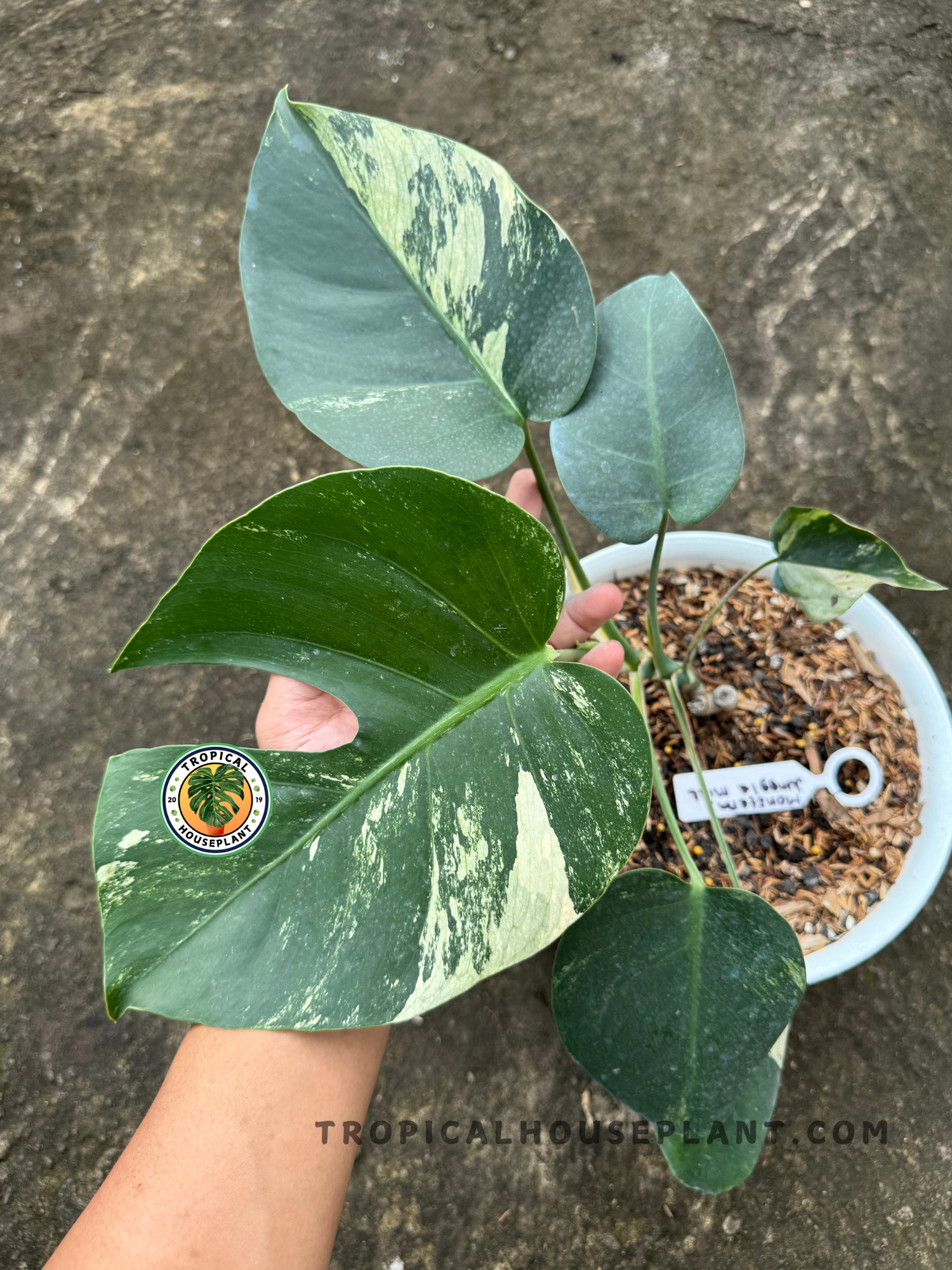Hand holding a Monstera Mint plant with multiple variegated leaves in a white pot.