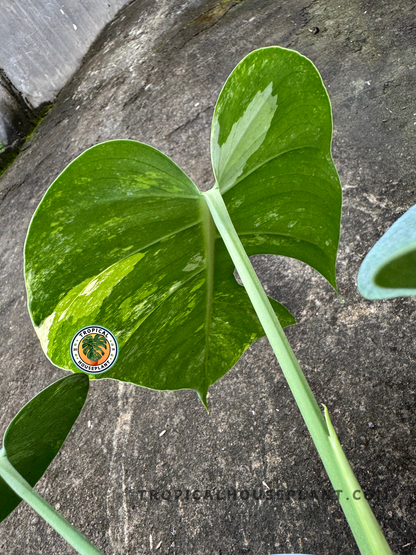 monstera deliciosa mint price Monstera Deliciosa Mint Variegated – Tropical Houseplant