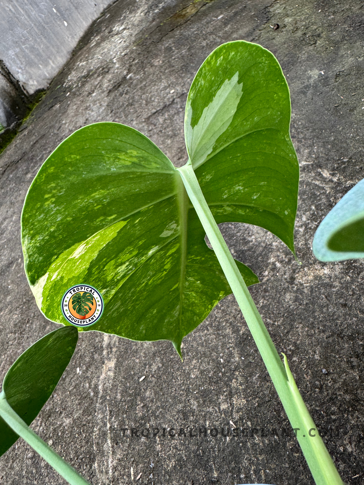 View from underneath showing the back of a leaf with creamy mint marbling and thick stem.
