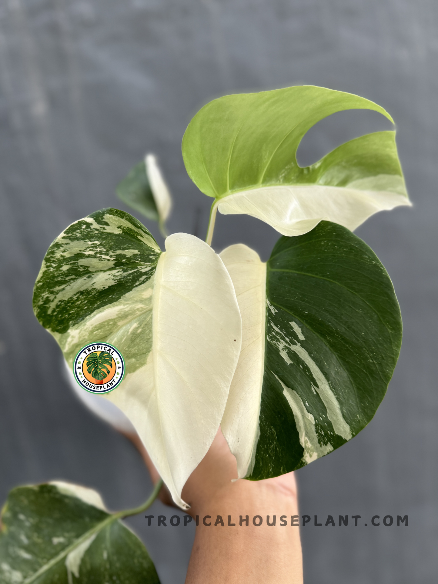 Monstera Deliciosa Variegated with striking green and creamy white leaves displayed in a hand.