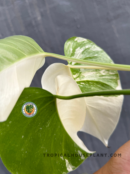 Back view of Monstera Deliciosa Variegated showing the intricate variegation on its broad leaves.