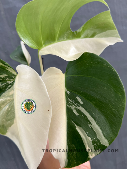 Close-up view of Monstera Deliciosa Variegated highlighting its large green and white marbled leaves.