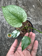 Overhead view of Monstera Deliciosa Variegated showing both solid green and variegated leaves in a pot with brown soil.