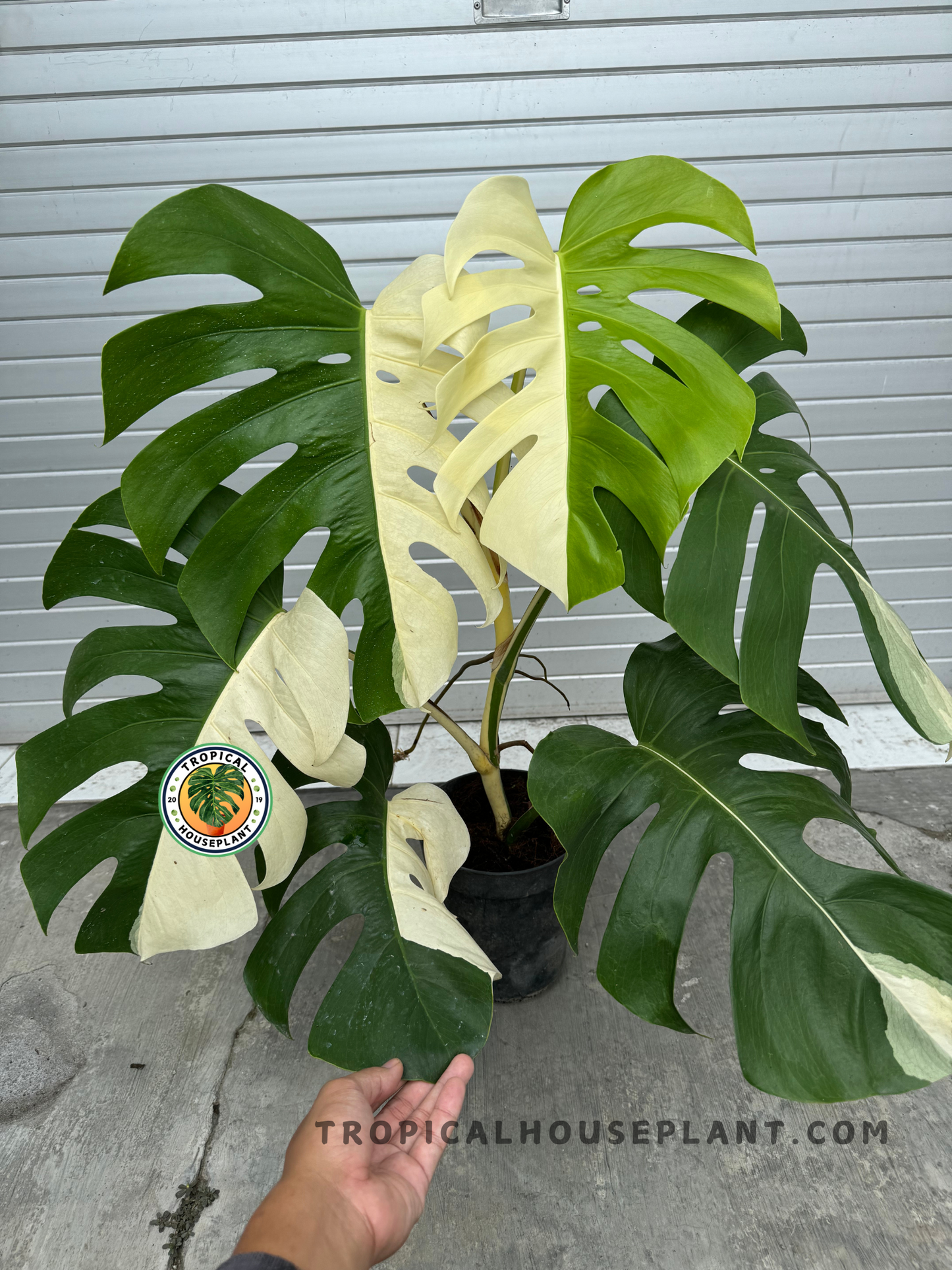Monstera Halfmoon Albo Variegated Fenestrated held in a hand, displaying its large, split leaves with striking half-green, half-white variegation.