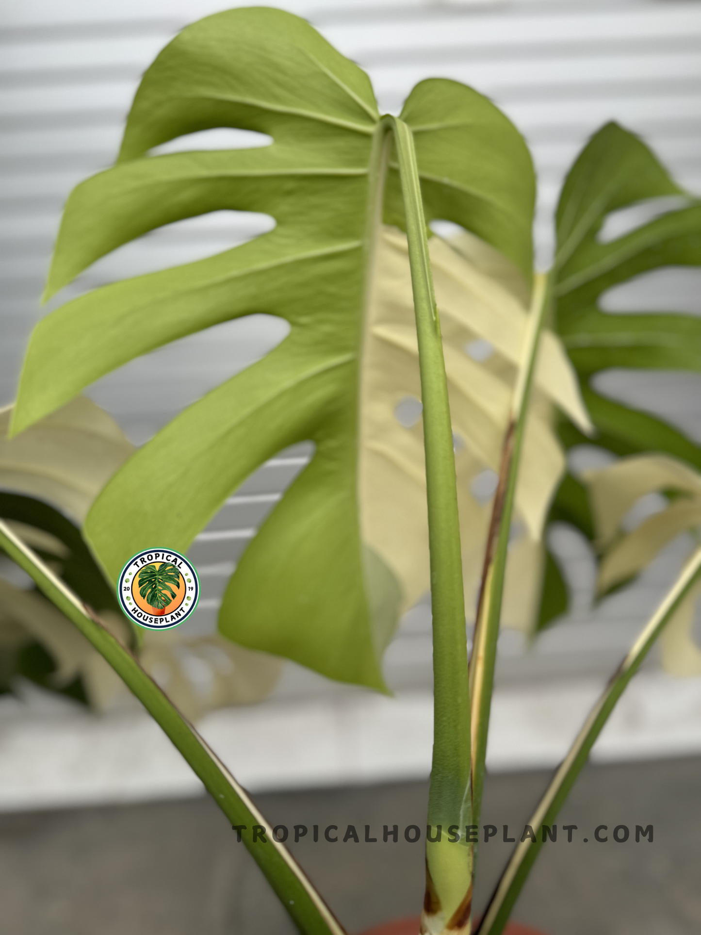 Side view of Monstera Halfmoon Albo Variegated Fenestrated, highlighting its climbing growth habit and unique variegated leaf structure.